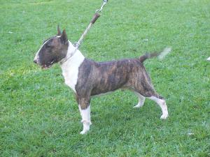 Romany Mike Cascheffer Bulls | Bull Terrier 