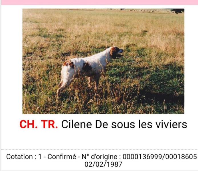 CILENE de sous les viviers | Brittany 