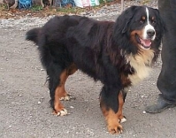 Yörg von der Holderstockhöhe | Bernese Mountain Dog 