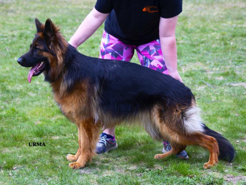 Que Sera Sera Wiking Lagertha | German Shepherd Dog 