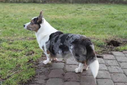 Nickname's Bluecamouflage to Cardax | Cardigan Welsh Corgi 