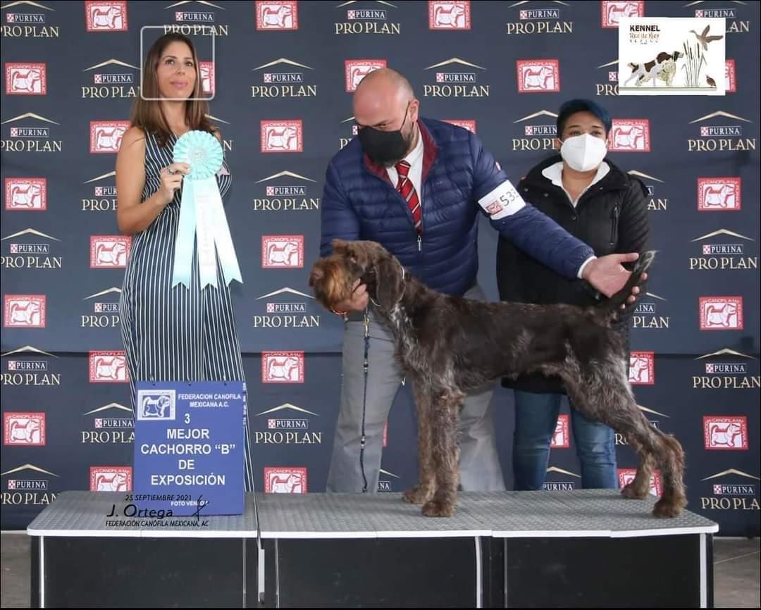 ROSH RUZ DE KIEV | German Wirehaired Pointer 