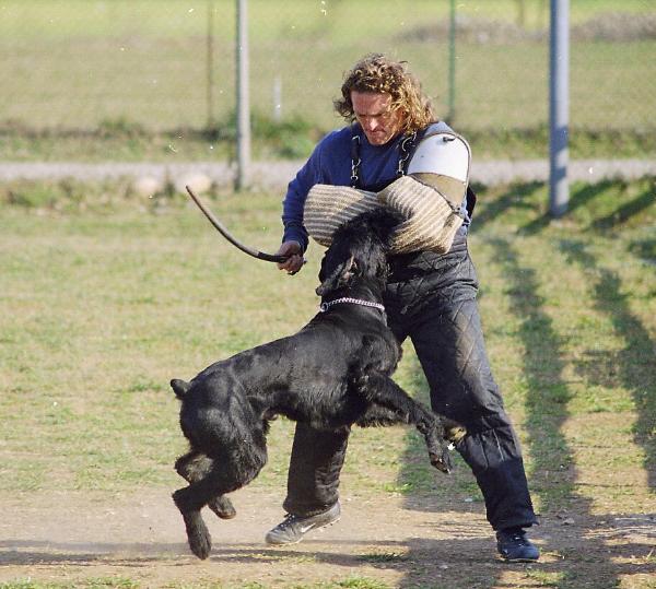 Dovre Fjeld Quades | Giant Schnauzer 