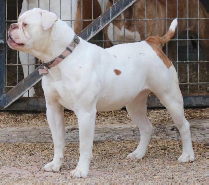 BullyBadass's Can Ya Handle It | American Bulldog 