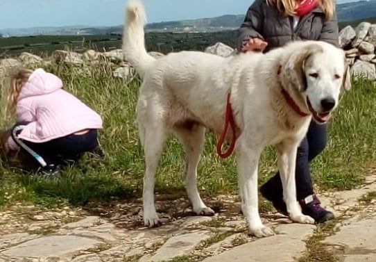 Daenerys | Central Asian Shepherd Dog 