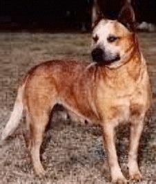 Adavale Red Princess | Australian Cattle Dog 
