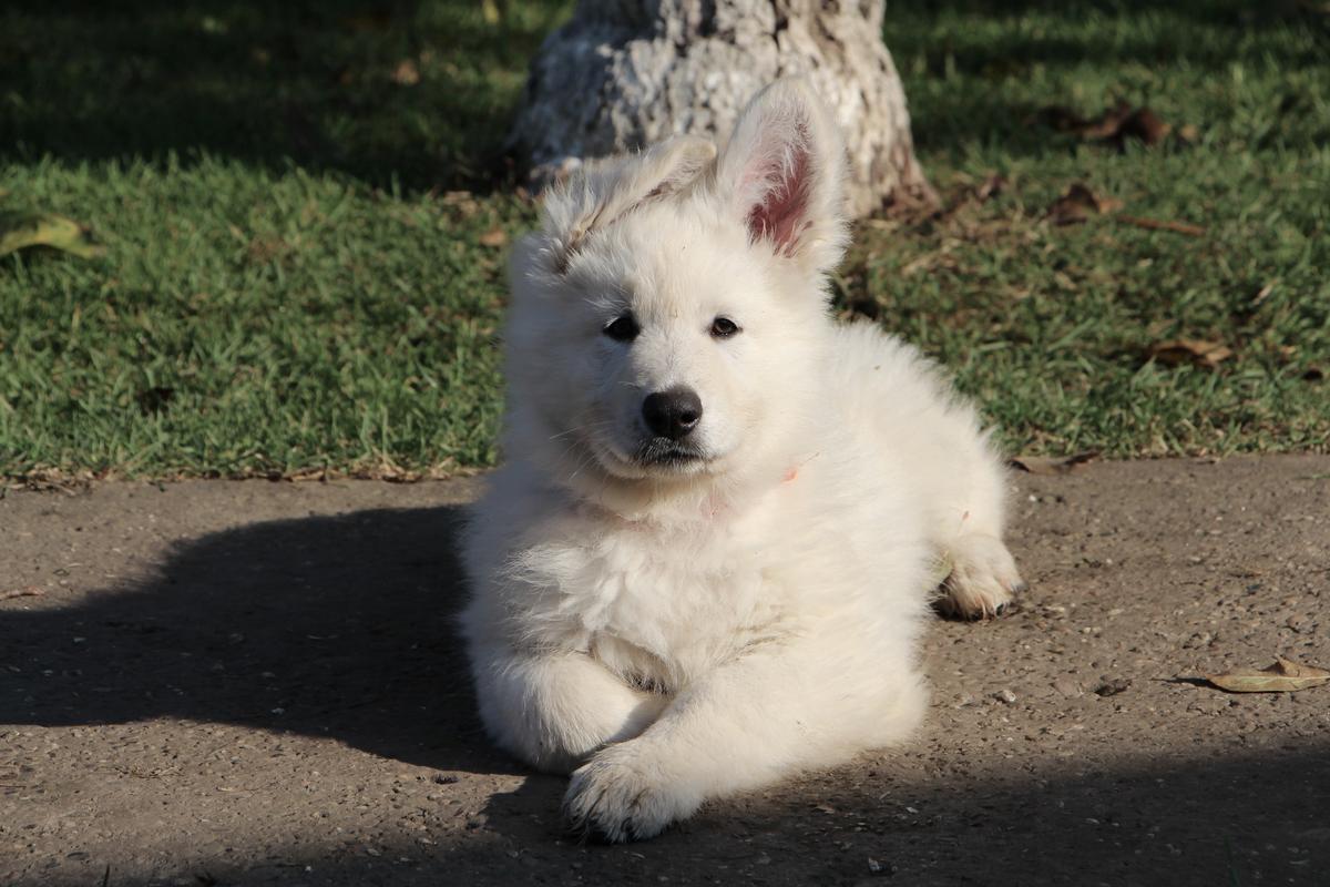 Coolio od Semberije | White Swiss Shepherd Dog 