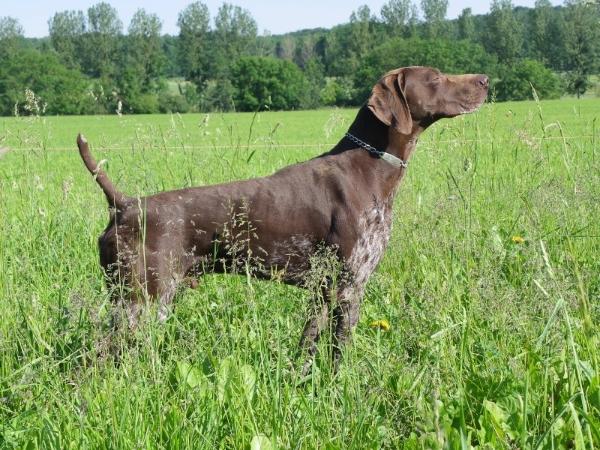 Caput Altum Bil | German Shorthaired Pointer 