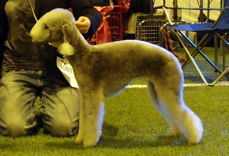 Janmark Curly Wurly | Bedlington Terrier 