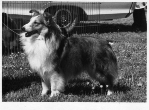 Babinette Blaze | Shetland Sheepdog 