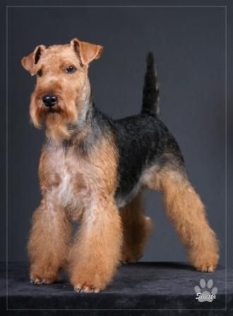 SIVERSKAJA PREKRASNAJA ZHEMCHUZHINA | Welsh Terrier 