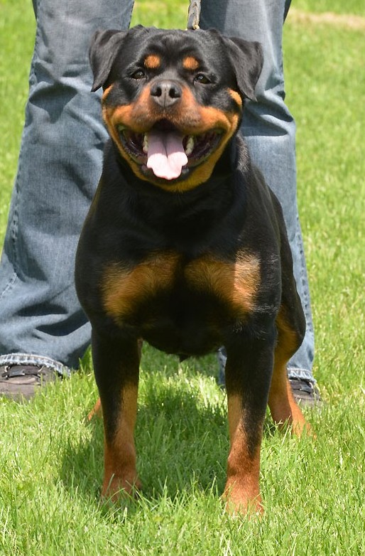 MIKA MUMLEK | Rottweiler 