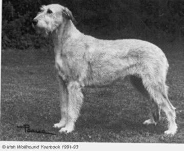 Chater Tapestry of Bokra | Irish Wolfhound 
