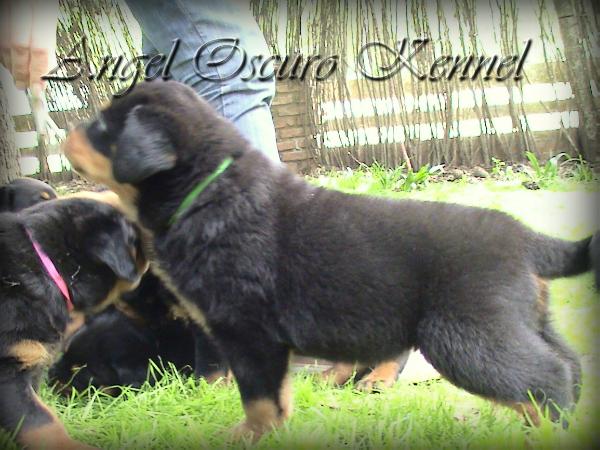 Drago del Angel Oscuro | Rottweiler 