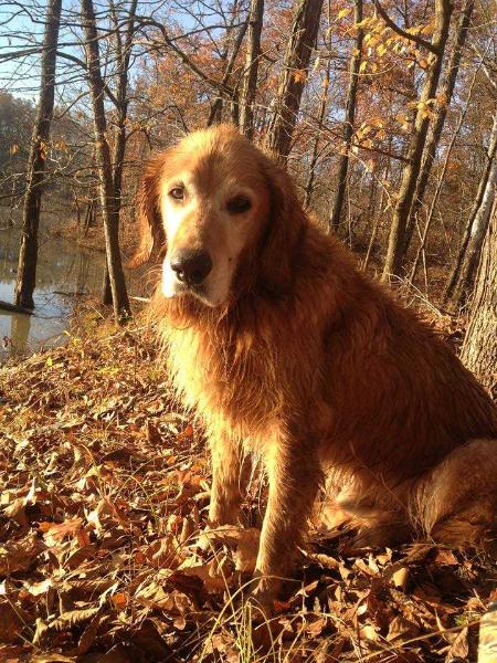 Bo Casey | Golden Retriever 