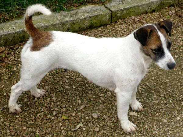 BETTY | Jack Russell Terrier 