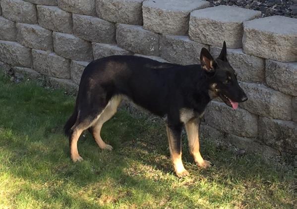 Fate von Schraderhaus | German Shepherd Dog 