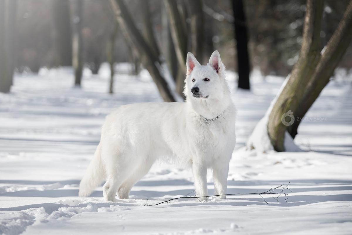 Kyra Alpen Angel | White Swiss Shepherd Dog 