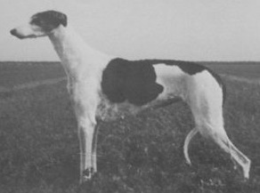 Shalfleet Sparkling Tara | Greyhound 