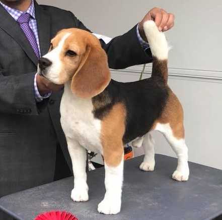 Chester (Ordaz) | Beagle 