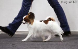 Wild Vintage Ellada | Papillon 