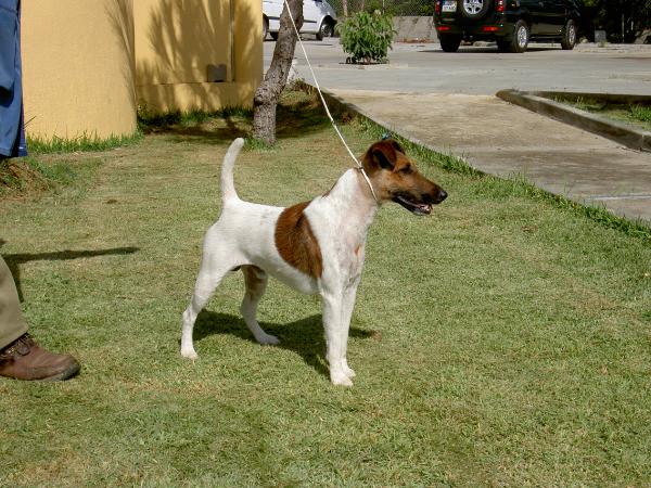 Tiger-Ruy Von Haus Lusitania | Smooth Fox Terrier 