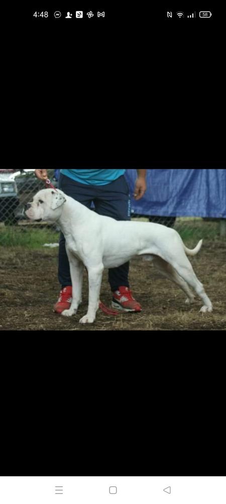 Danibull's White Grizzly of Lionesses | American Bulldog 