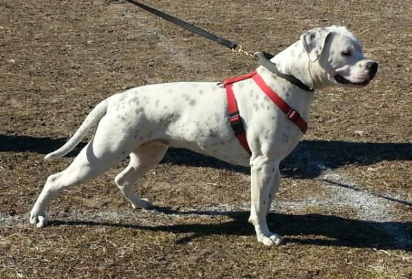 Leatherneck's Nailz | American Bulldog 