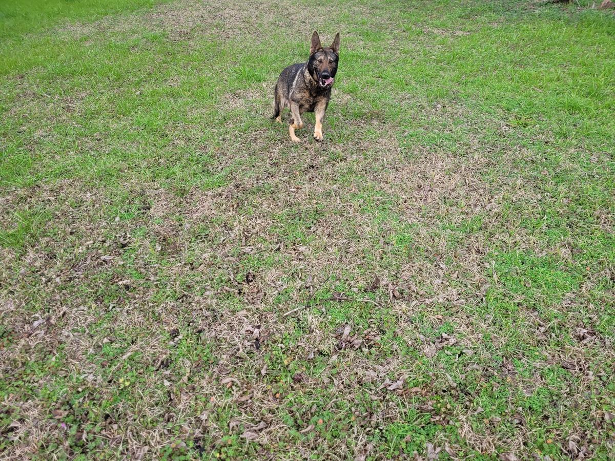 Masha Vom Haus Der Dreifachen S | German Shepherd Dog 