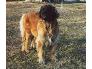 Terr-Leon's Grafin | Leonberger 