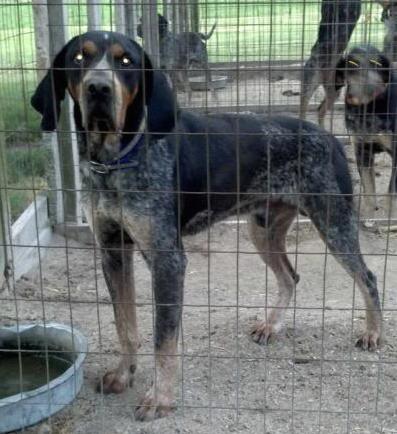 Stigers Blue Buck | Bluetick Coonhound 