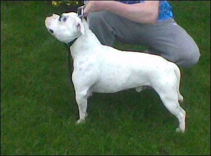 Bleannagloos Large Mr Patch | Staffordshire Bull Terrier 