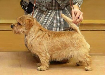 Tweedledee Teddy AS AVIS SUR AURIS | Norfolk Terrier 