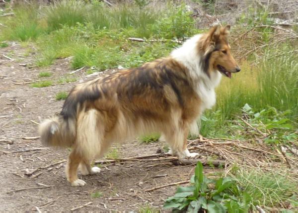 Amina vom schwarzen Feuer | Rough Collie 