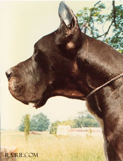 Verlan Du Doggenhagen | Great Dane 