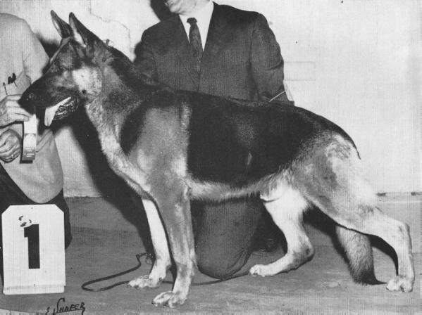 Joll von der Sennestadt | German Shepherd Dog 