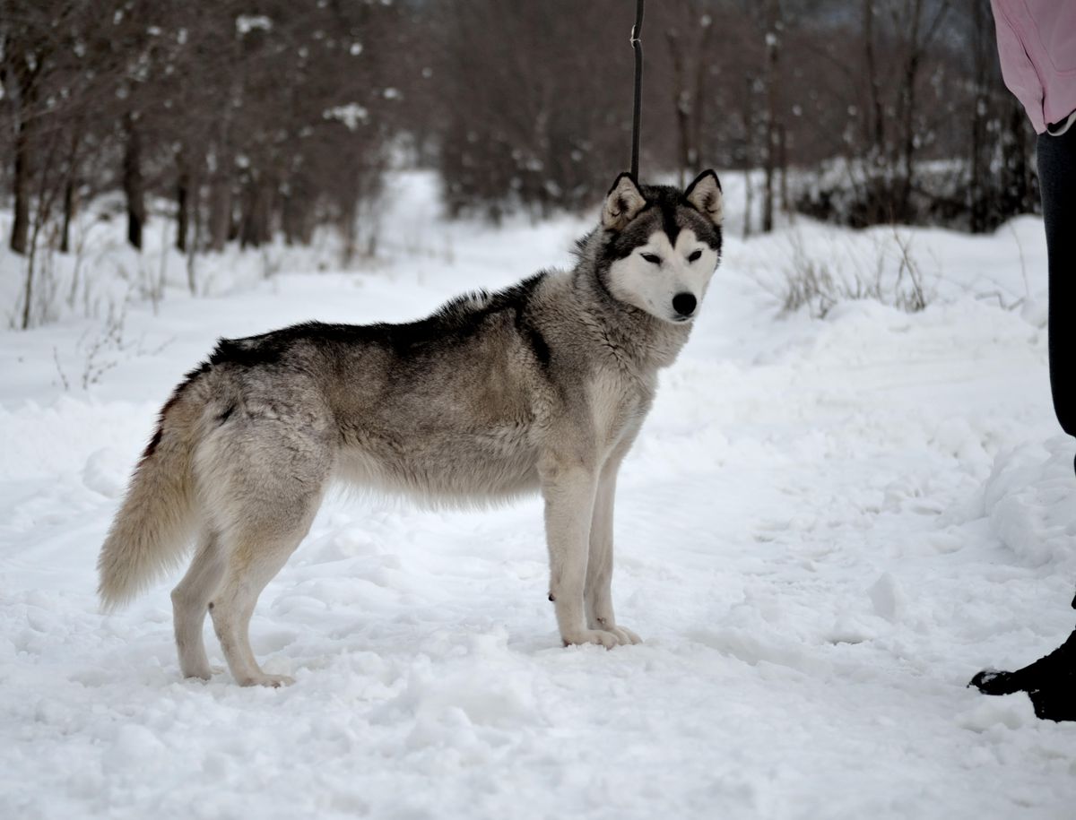 Koni-Zara | Siberian Husky 