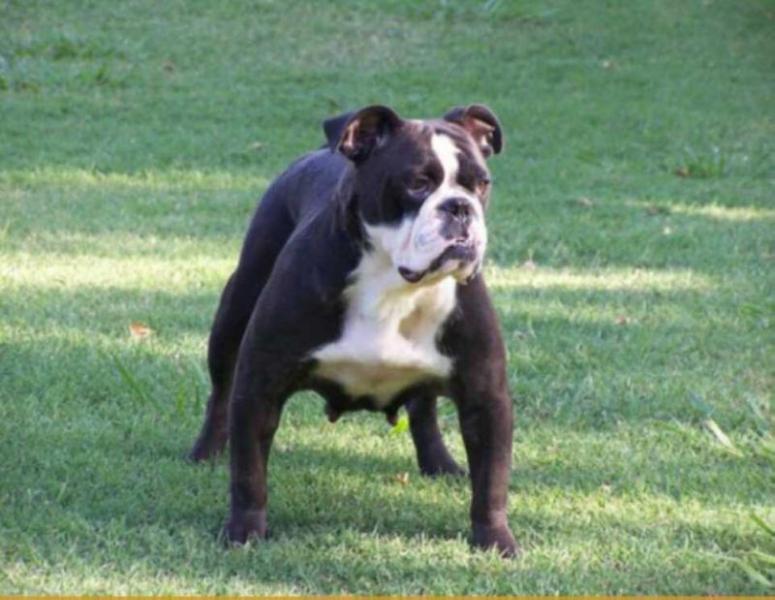 Dawson Creek Phantom | Olde English Bulldogge 