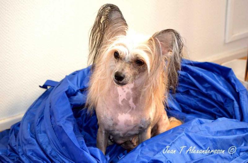 Belshaw's Off Course | Chinese Crested 