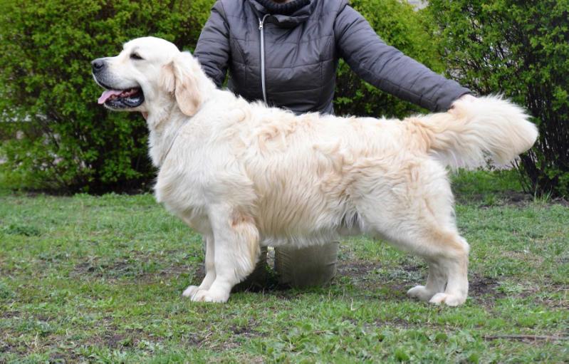 Tramin Desperado | Golden Retriever 