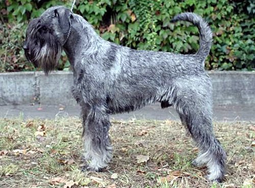 Ravel v. Achterplatzchen | Standard Schnauzer 