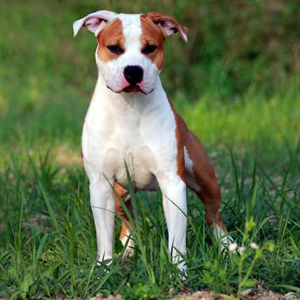 Forest Dragon GM Colorado | American Staffordshire Terrier 