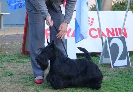 Millingford King of Hearts | Scottish Terrier 