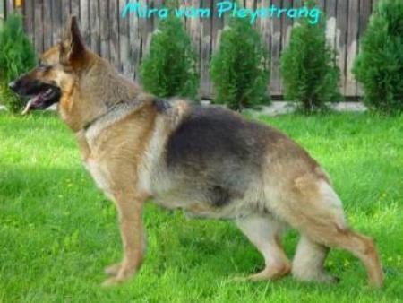 Mira vom Pleystrang | German Shepherd Dog 