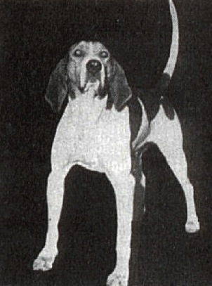 Houses Chief | Treeing Walker Coonhound 