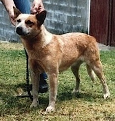 Kilbinbin Red Cherry | Australian Cattle Dog 