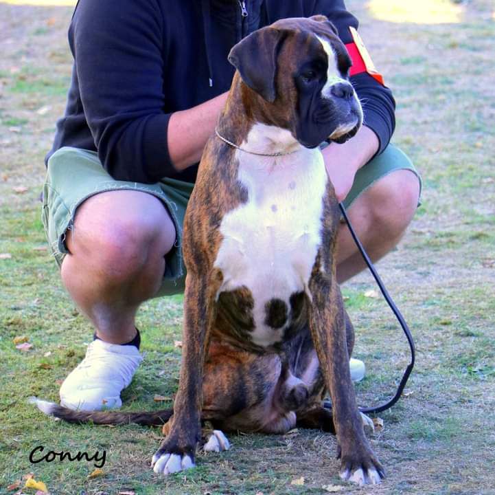 Cameron Il Destino del Principe | Boxer 