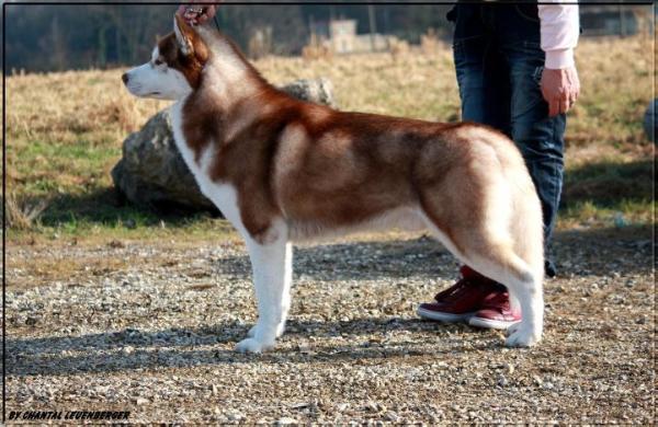 Lord of the Rings della Contea Normanna | Siberian Husky 