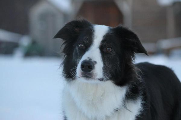 BCK Shyloh | Border Collie 