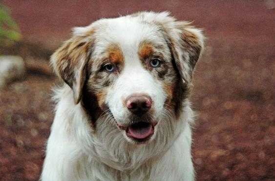 Hatch's Duke Of Earl | Australian Shepherd 